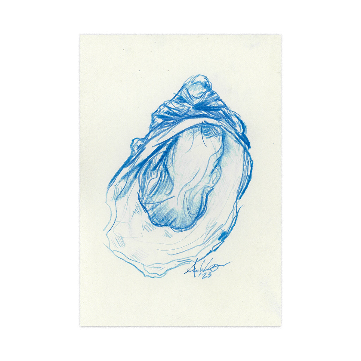 Oyster in Blue Pencil 05, Original 4x6"