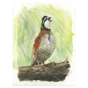 Son's Bobwhite Call, (by J.H.Lee) 9x12" Print