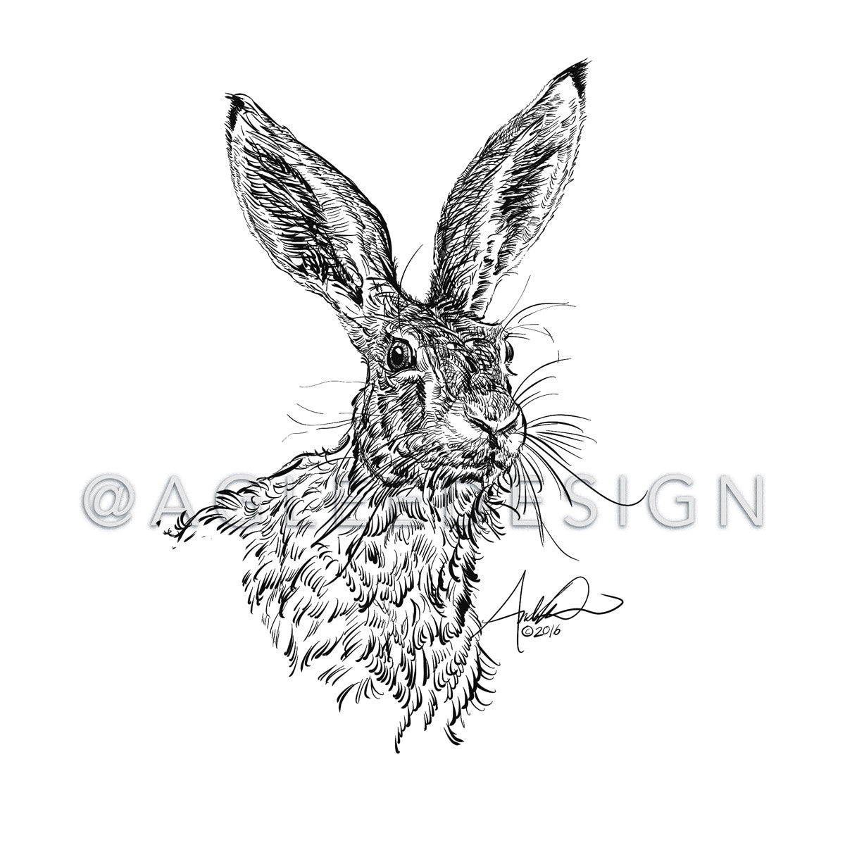 Wild Hare Illustration