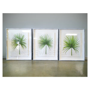 Saw Palmetto 2 of 2, 22x30"
