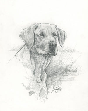Labrador Retriever, Original Sketch, 8x10"