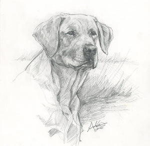 Labrador Retriever, Original Sketch, 8x10"