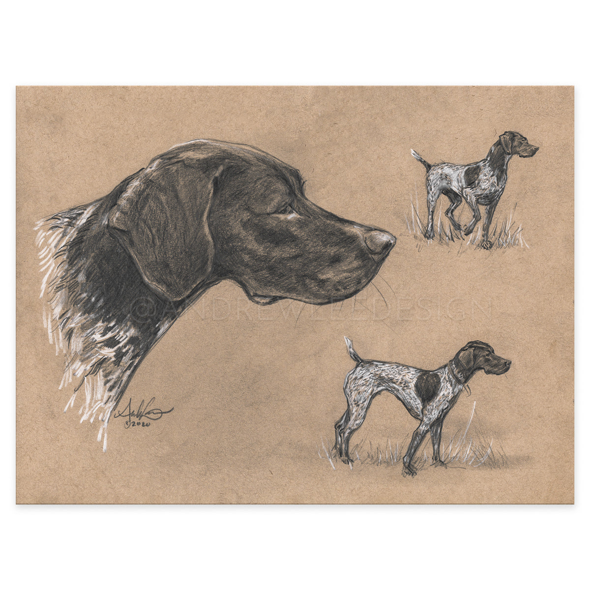 German Shorthaired Pointer Study, 9x12" Print