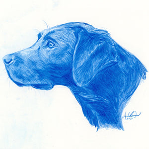 Black Labrador Profile in Blue, original 8x10”