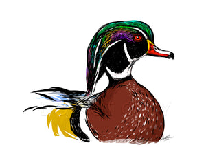 Wood Duck Drake on Water, 8x10" Print