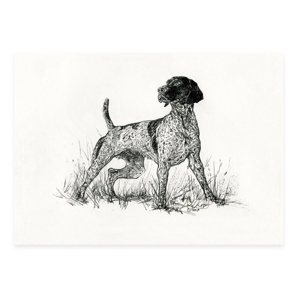 German Shorthaired Pointer in Ink, 5x7" Print