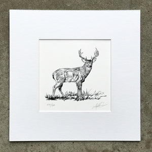 Whitetail Monster Buck Illustration