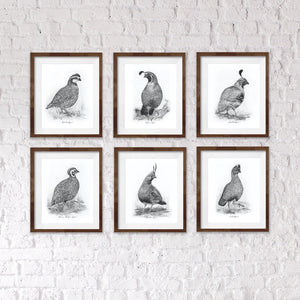 Gambel's Quail, 3 of 6, 8x10" Print