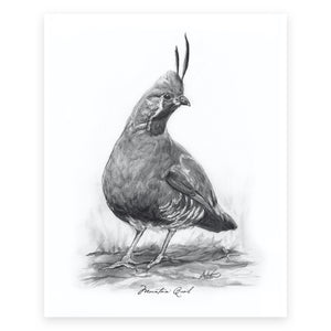 Mountain Quail, 5 of 6, 8x10" Print