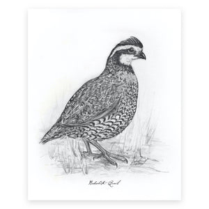 Bobwhite Quail, 1 of 6, 8x10" Print