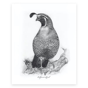 California Quail, 2 of 6, 8x10" Print