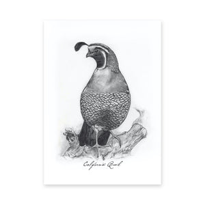 North American Quail Illustrations, Series of 6, 5x7" Prints