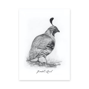 North American Quail Illustrations, Series of 6, 5x7" Prints
