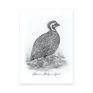 North American Quail Illustrations, Series of 6, 5x7" Prints