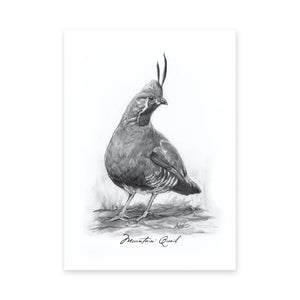 North American Quail Illustrations, Series of 6, 5x7" Prints