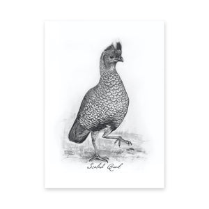 North American Quail Illustrations, Series of 6, 5x7" Prints