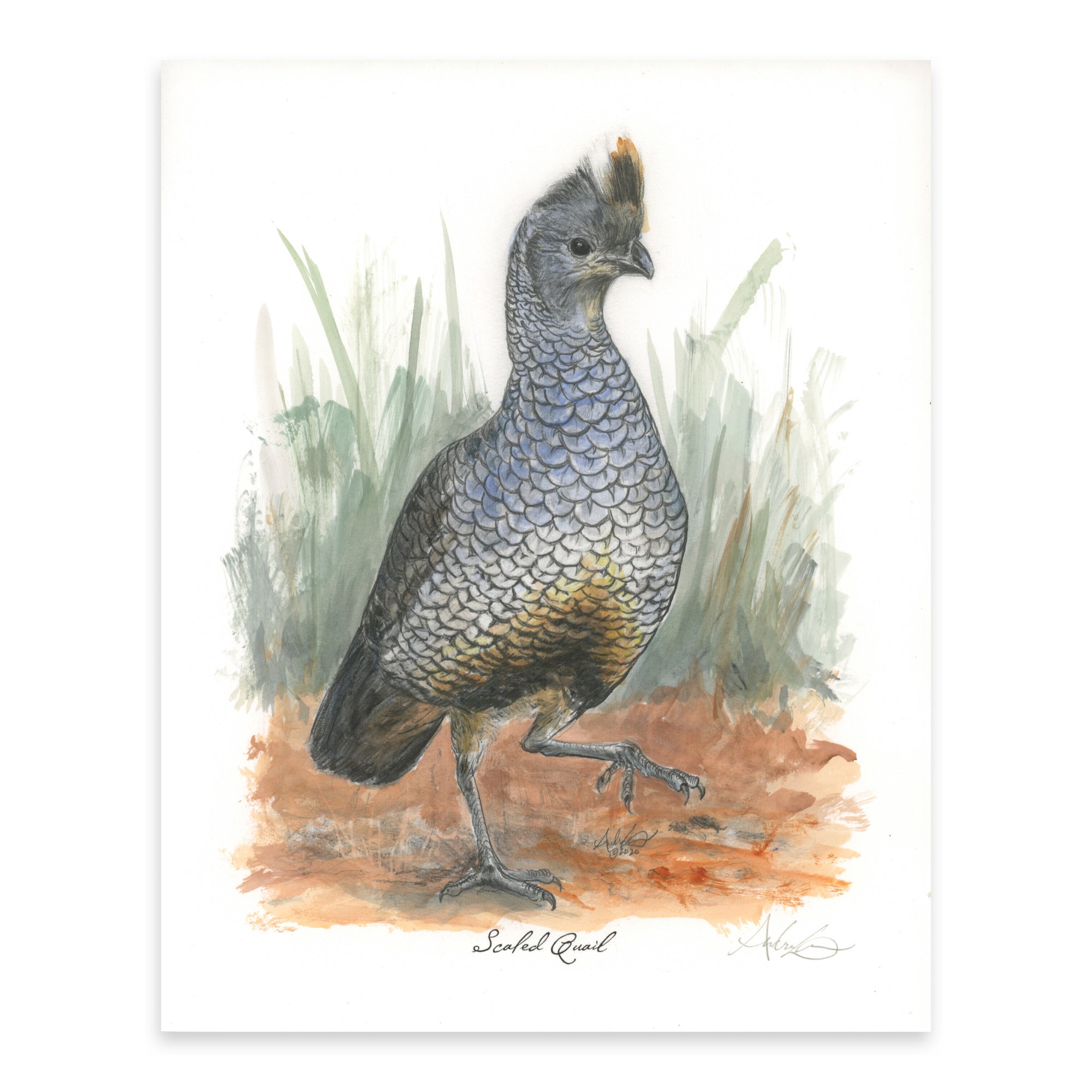 Hand-colored Scaled Quail, 6 of 6, 8x10" Print