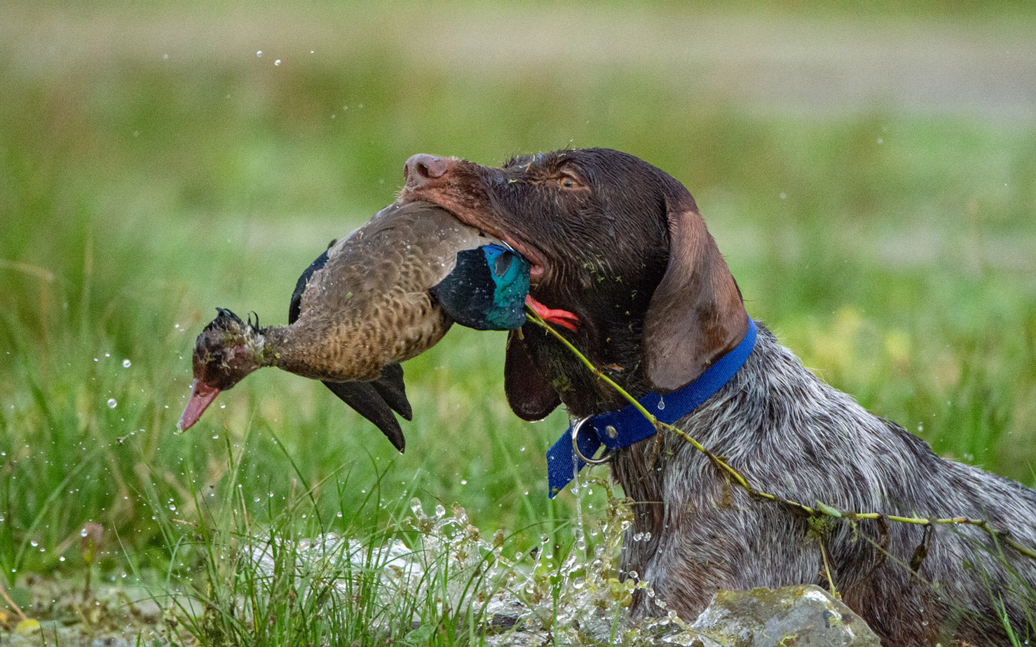 The Argentina Bird Tale