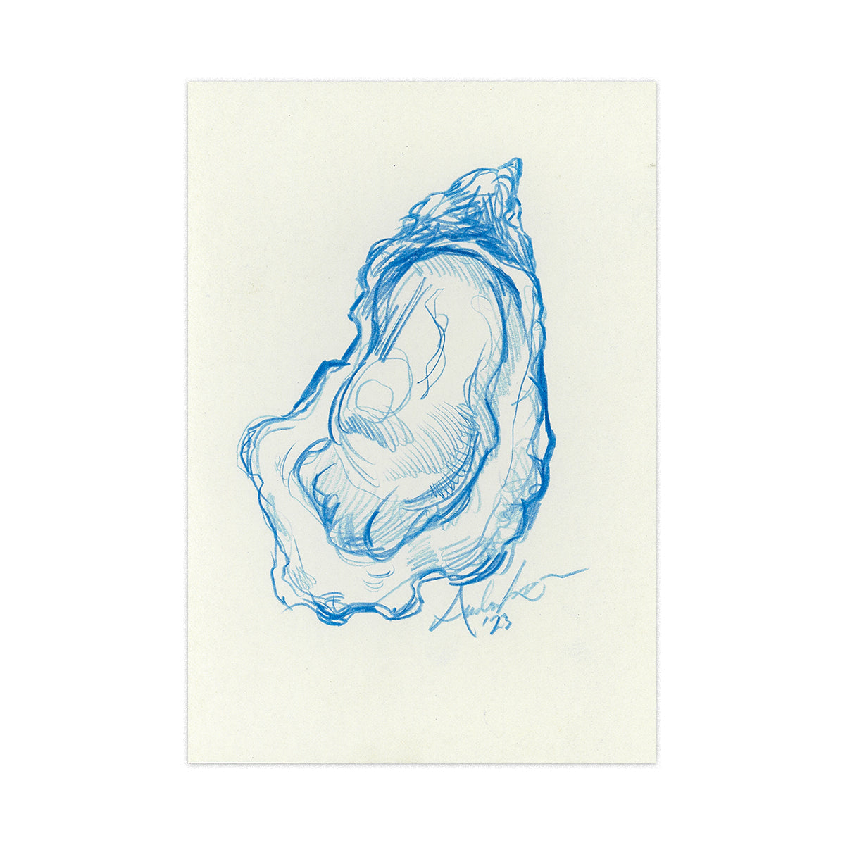 Oyster in Blue Pencil 01, Original 4x6"