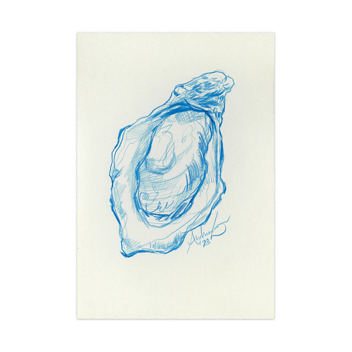 Oyster in Blue Pencil 13, Original 4x6"