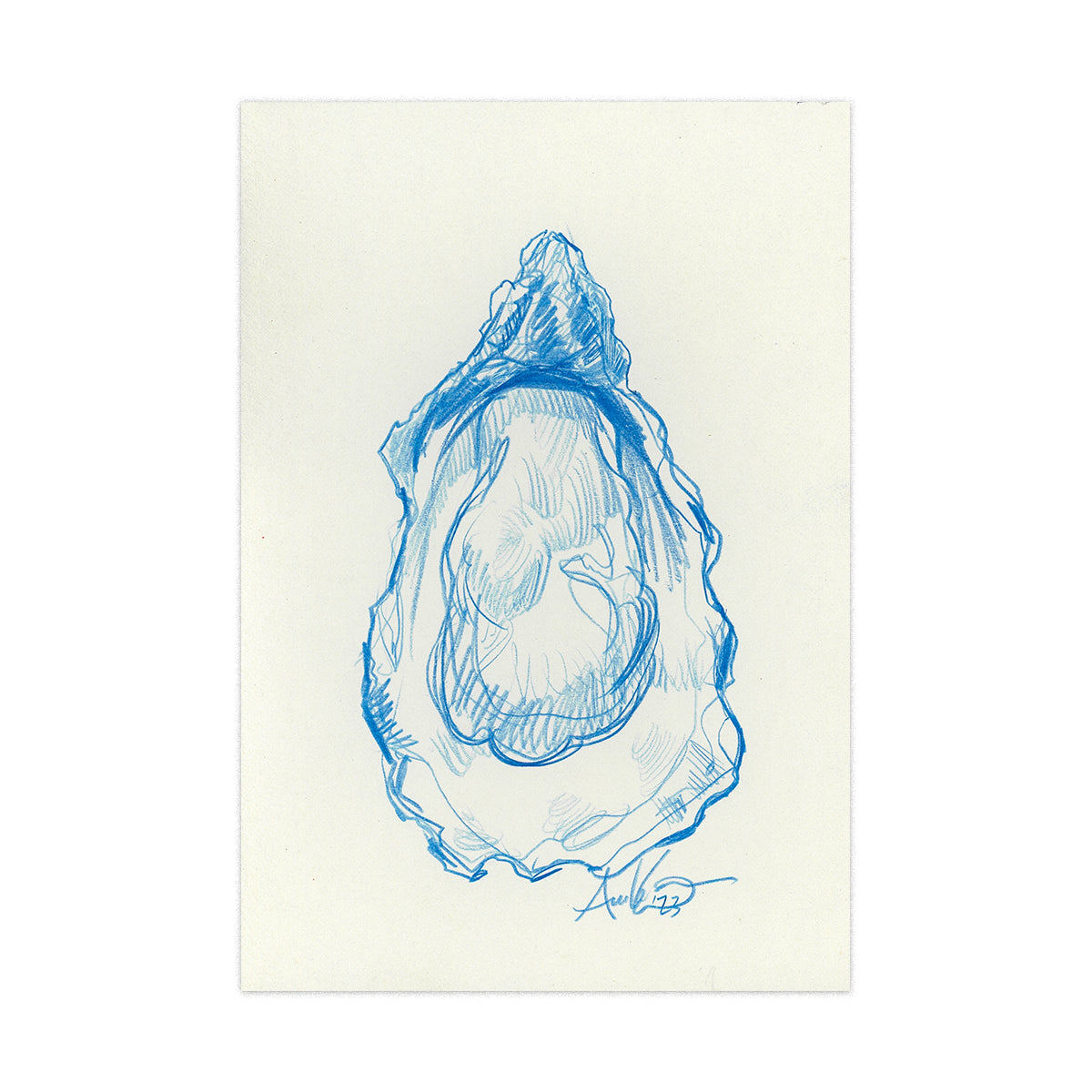 Oyster in Blue Pencil 02, Original 4x6"