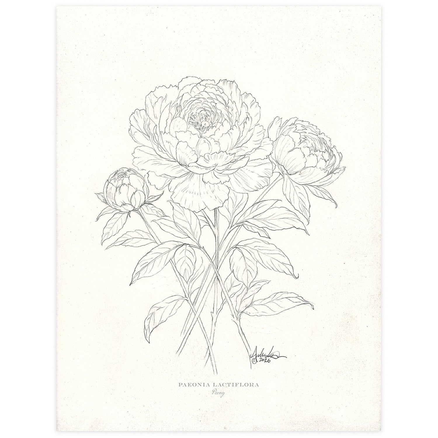 Peonies in Pencil, 6x8" Fine Art Reproduction Print