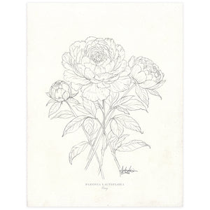 Peonies in Pencil, 6x8" Fine Art Reproduction Print