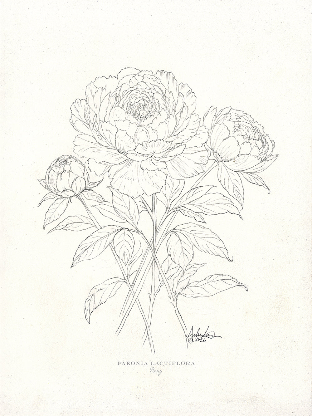 Peonies in Pencil, 6x8" Fine Art Reproduction Print