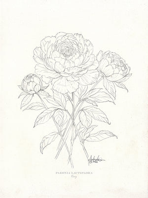 Peonies in Pencil, 6x8" Fine Art Reproduction Print