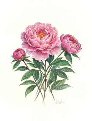 Peonies, 9x12" Original Painting, Watercolor