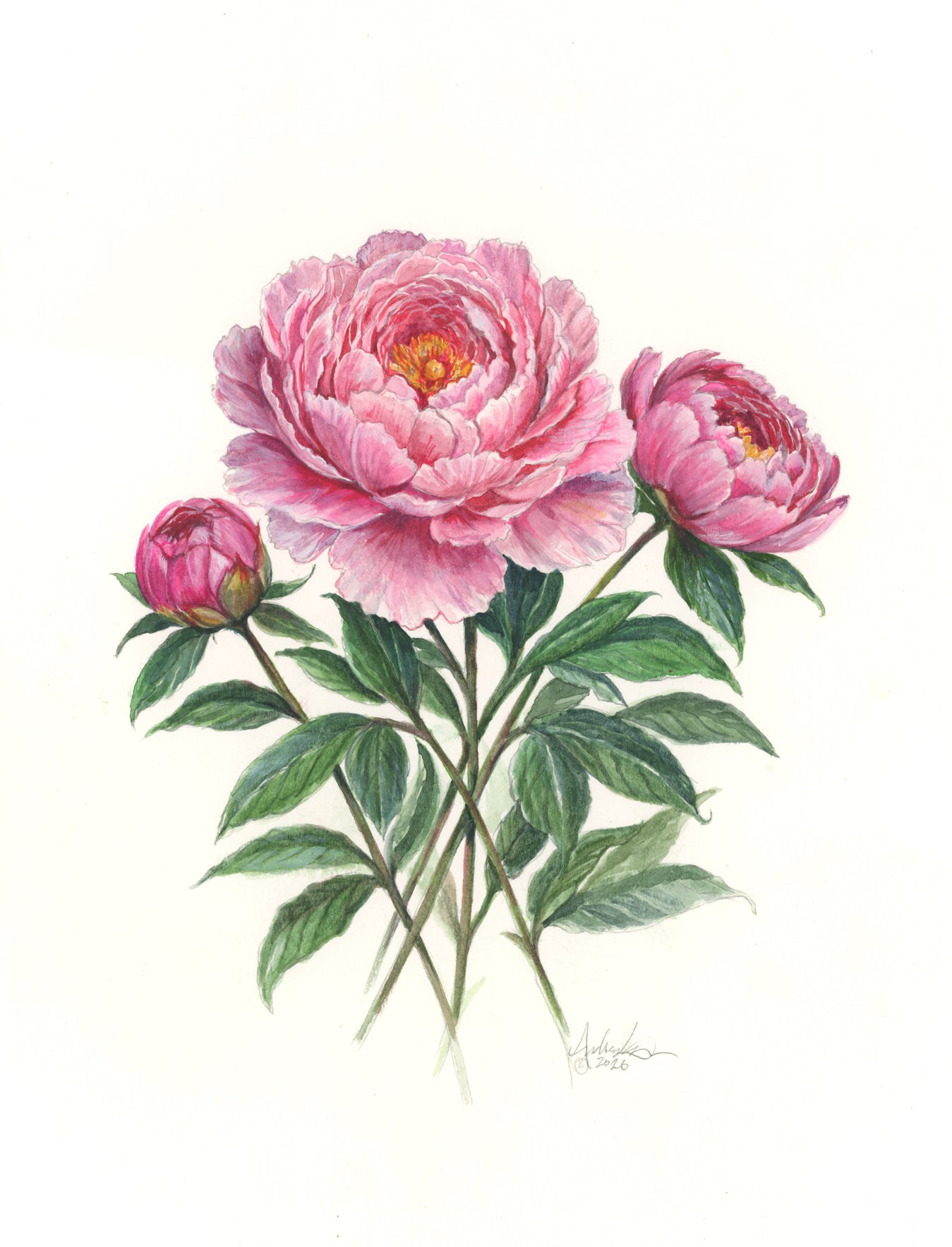 Peonies, 9x12" Fine Art Reproduction Print