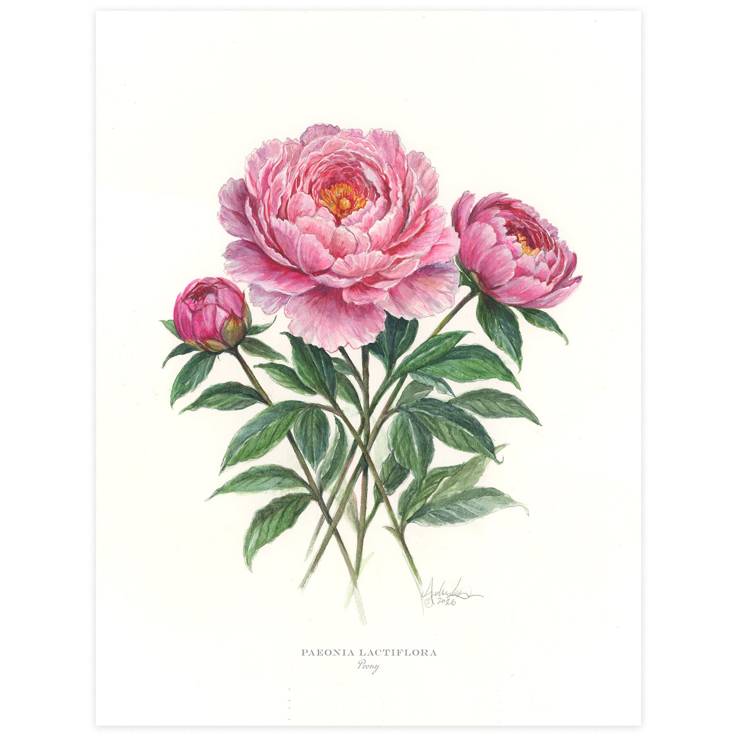 Peonies, 9x12" Fine Art Reproduction Print