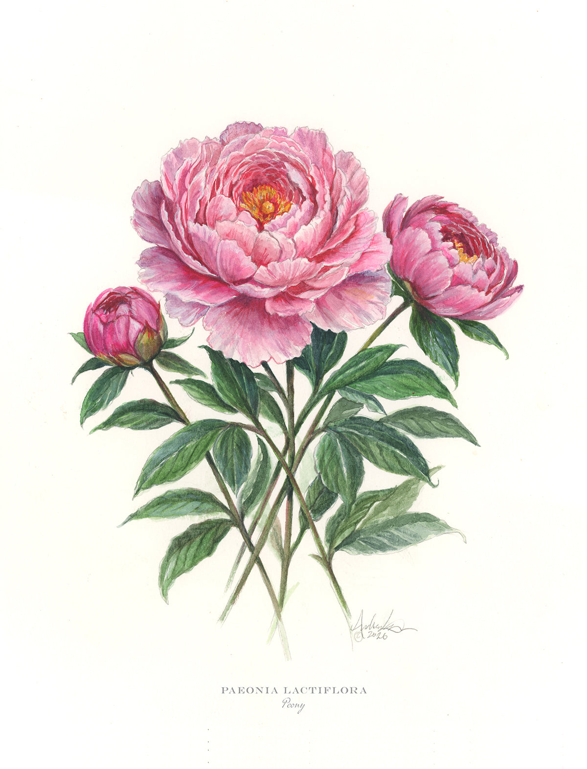 Peonies, 9x12" Fine Art Reproduction Print