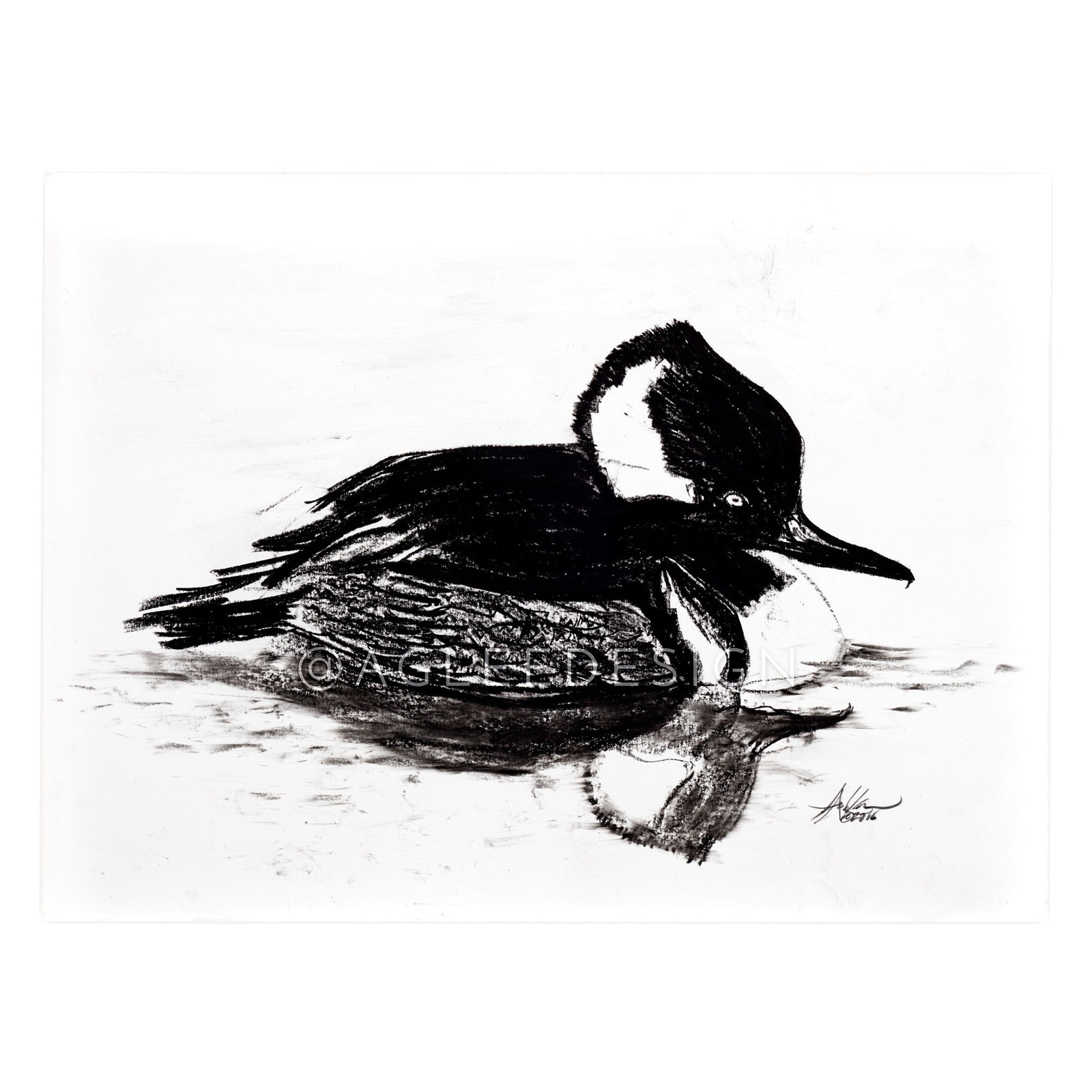 Hooded Merganzer on Water