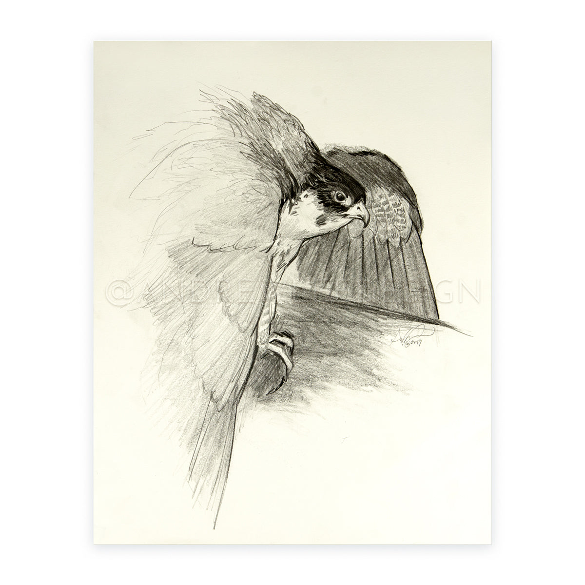 Peregrine Falcon, 11x14"