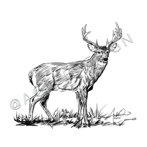 Whitetail Monster Buck Illustration