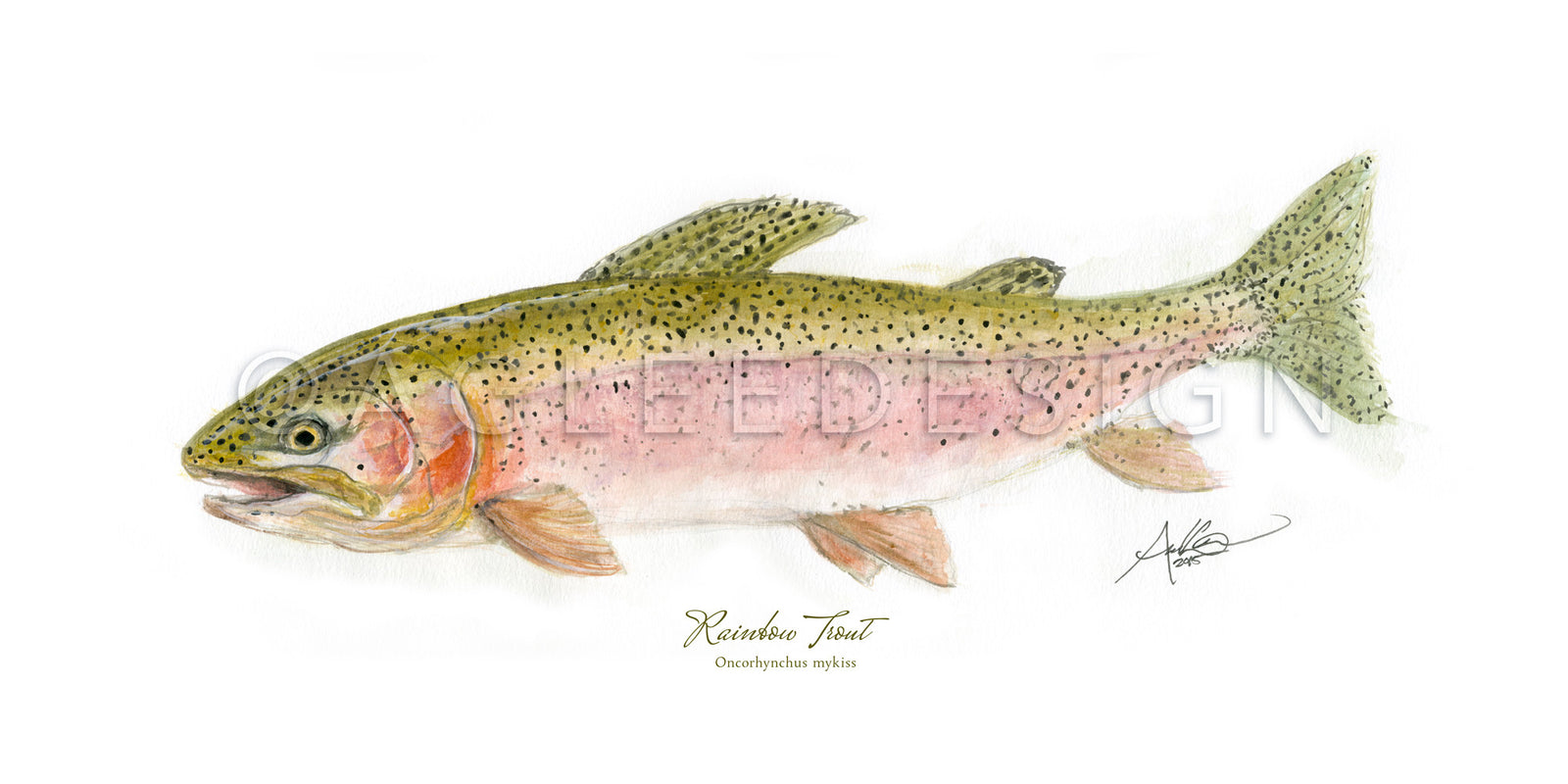 Rainbow Trout, 10x20" Print