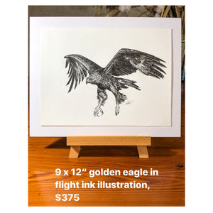 Golden Eagle in Flight, 9x12"