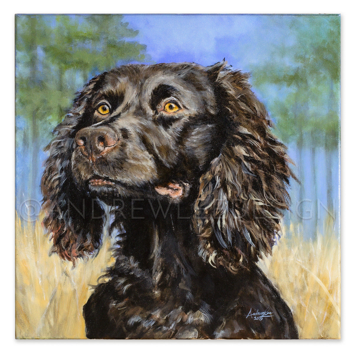 Golden Eye, Boykin Spaniel, 20x20"