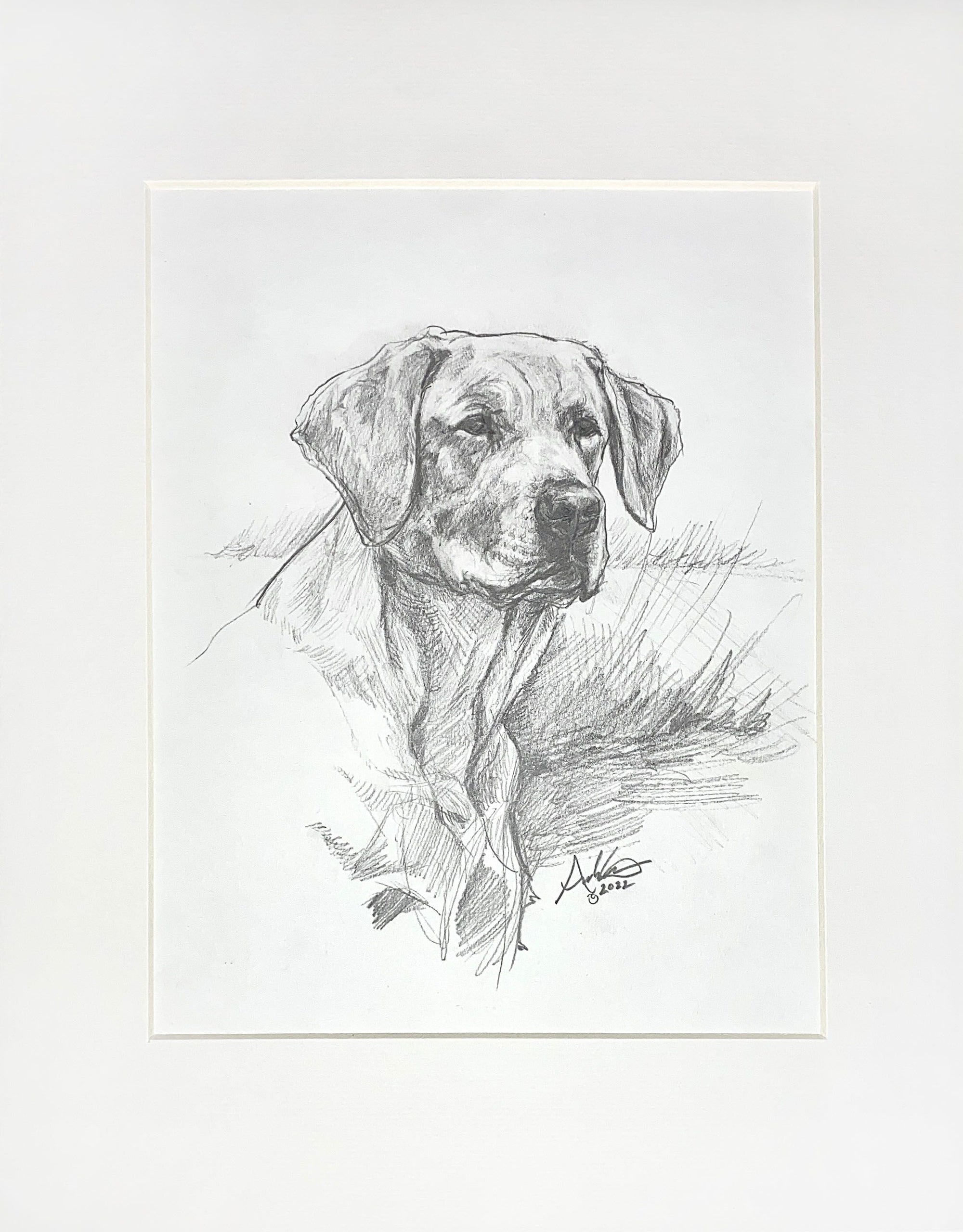 Labrador Retriever, Original Sketch, 8x10"