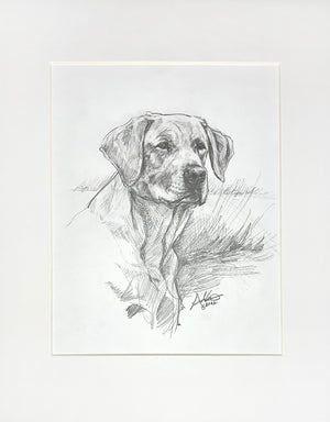 Labrador Retriever, Original Sketch, 8x10"