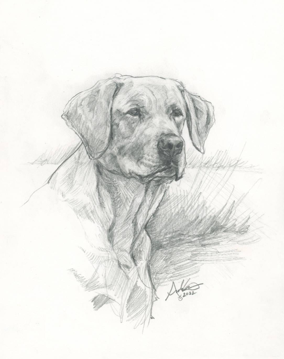 Labrador Retriever, Original Sketch, 8x10"