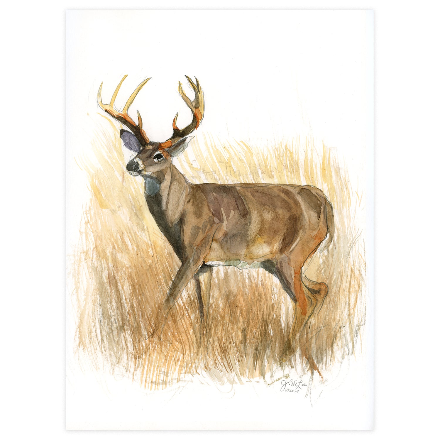 Whitetail Buck Walks Tall, (by J.H.Lee) 9x12 Print