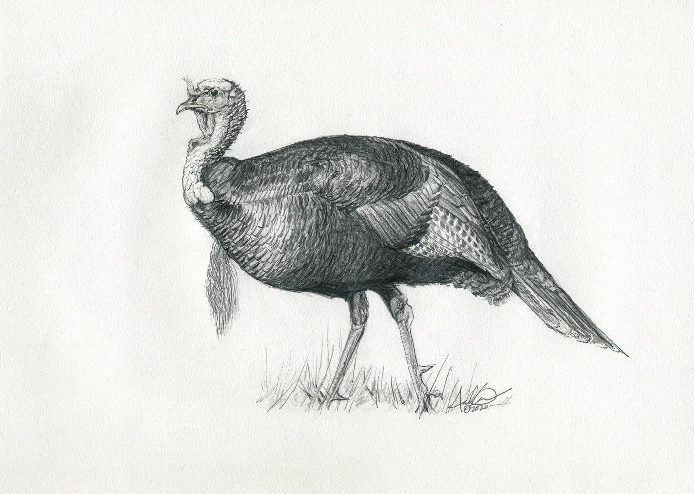 Original Turkey Illustration in Pencil, 8x10"