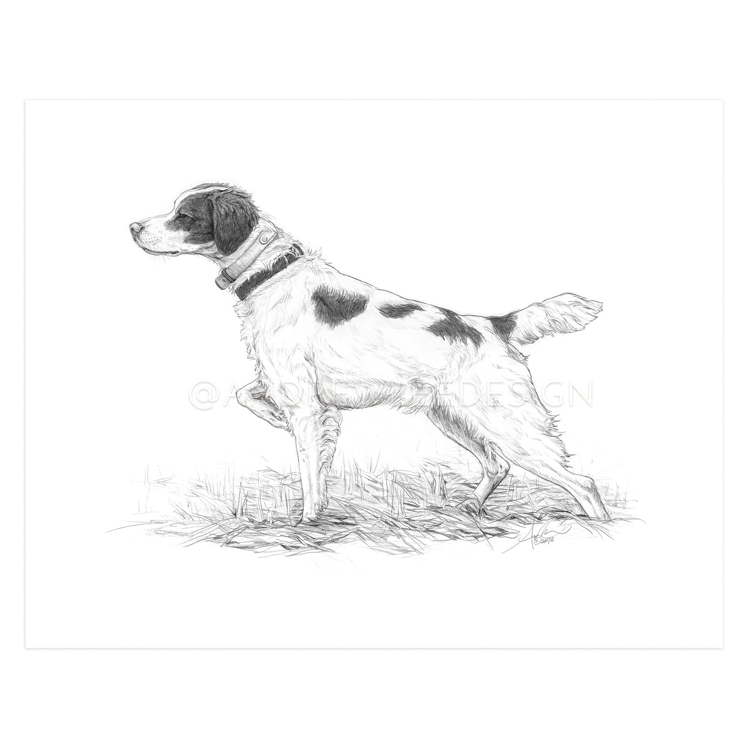 Brittany Spaniel in Pencil, 11x14" Print