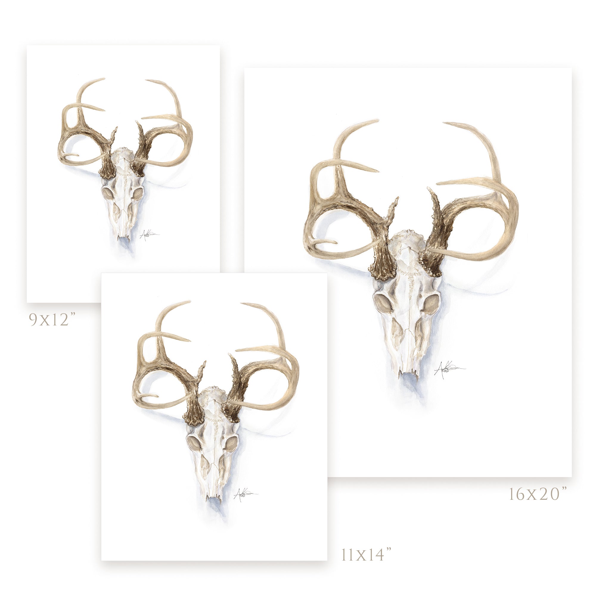 Print, Collerine Euro Mount Deer Skull
