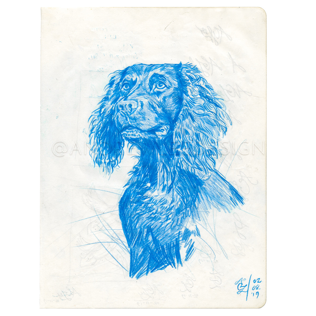 Boykin in Blue Sketch, 7.25 x 10"