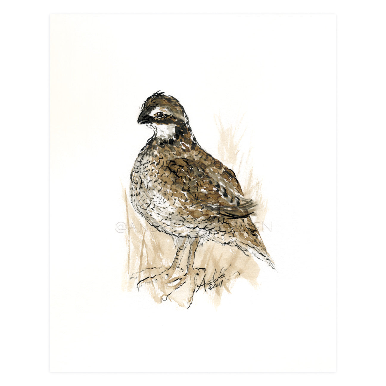 Bobwhite Quail in Inks, 8x10" Print