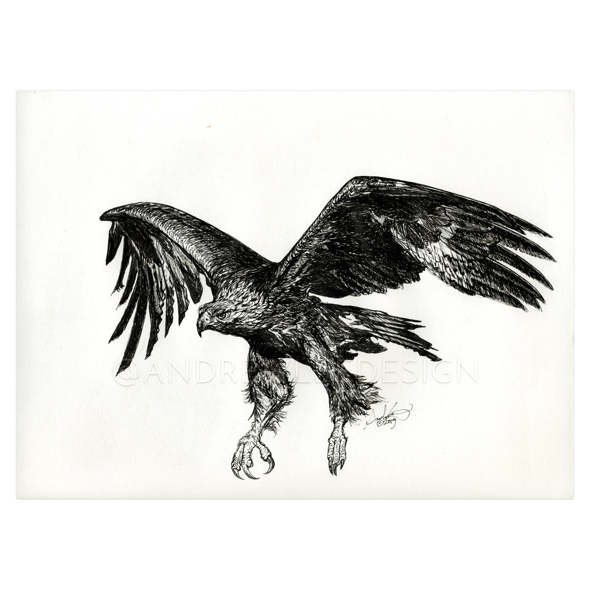 Golden Eagle in Flight, 9x12"