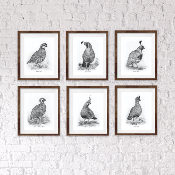 3dRose Grußkarten Set – California Quail Mit Textur, 6 Karten + Umschläge, 13,97 X 13,97 Cm